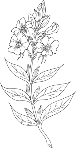 Enothera Biennis Or Evening Primrose Or Evening Star Coloring Page